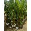 Pohon Palem Merah 2 meter