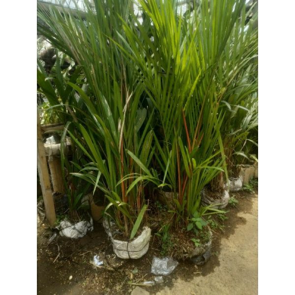 Pohon Palem Merah 2 meter