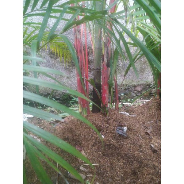 Pohon Palem Merah Tinggi 3 Meter Megah