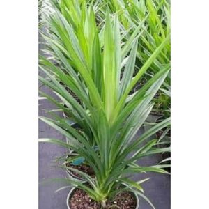 Pohon Pandan Wangi Besar 60cm Daun Segar
