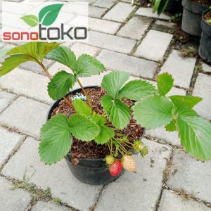 Pohon Strawbery California - stroberi buah besar Strawberry sudah berbuah