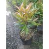 Pucuk Merah 30cm