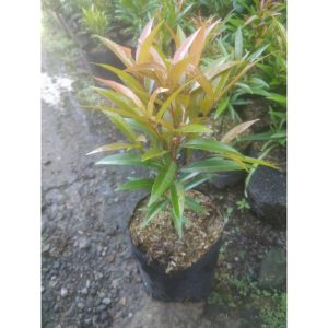 Pucuk Merah 30cm