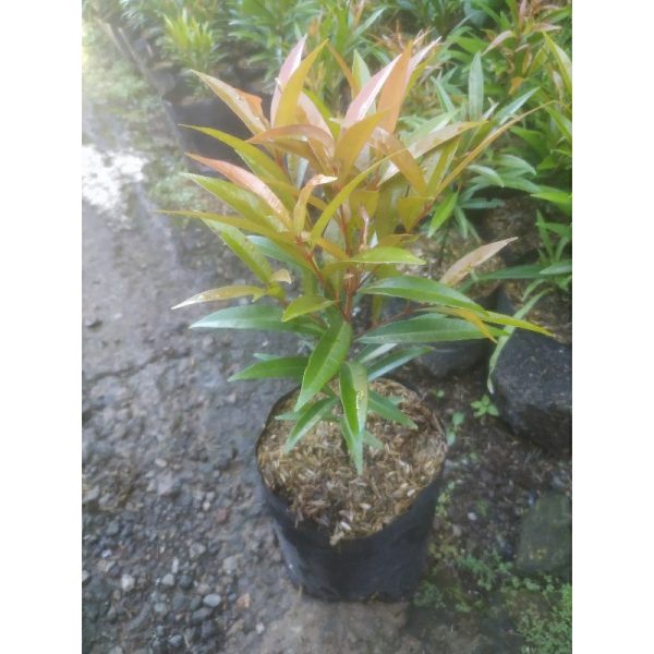 Pucuk Merah 30cm