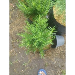 Rosemary Besar Tanaman Rimbun 40cm Outdoor