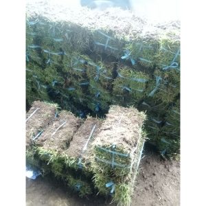 Rumput Gajah Mini & Rumput Jepang untuk Taman dan Kuburan