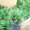 Rumput Kucai Mini Ukuran 14 Rimbun Polybag