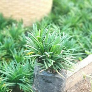 Rumput Kucai Mini Ukuran 14 Rimbun Polybag
