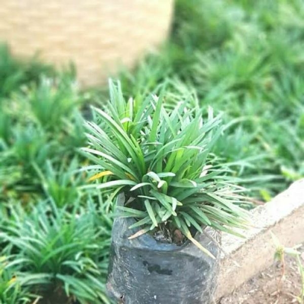 Rumput Kucai Mini Ukuran 14 Rimbun Polybag