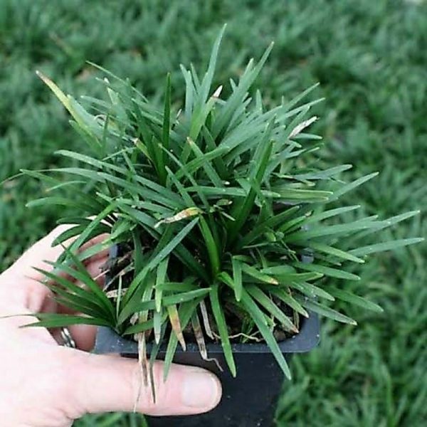 Rumput Kucai Mini Ukuran 14 Rimbun Polybag