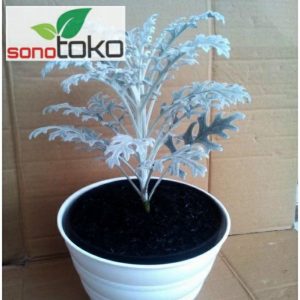 Silver Dust Putri Salju Tanaman Hias Rimbun