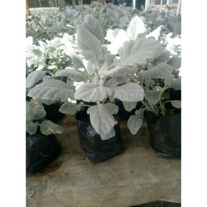 Silverdust Bayam Oval Tanaman Hias Rimbun