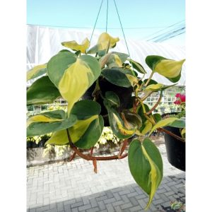 Sirih Gading Philo Brazil Jumbo