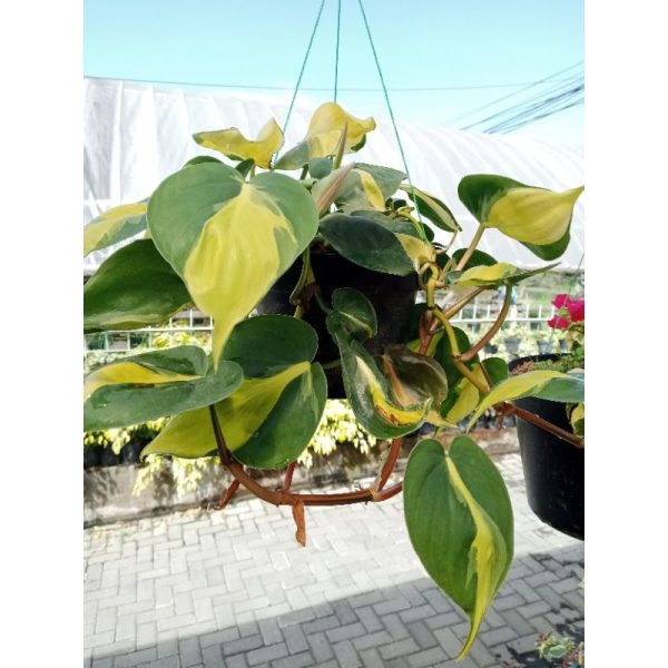 Sirih Gading Philo Brazil Jumbo