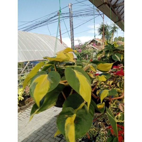 Sirih Gading Philo Brazil Jumbo