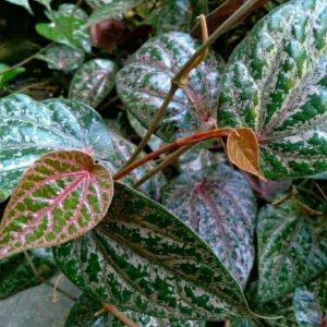 Sirih Merah obat herbal