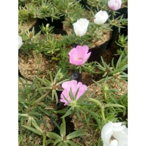 Sutra Bombai Bunga Ungu Pink Putih Rimbun