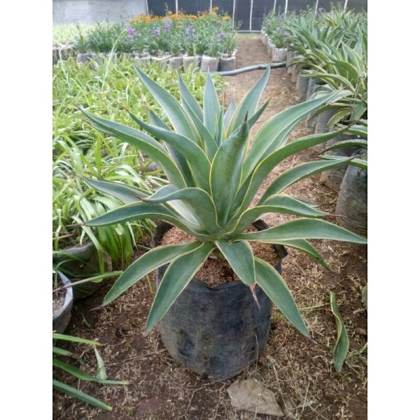 Tanaman Agape Hijau Besar