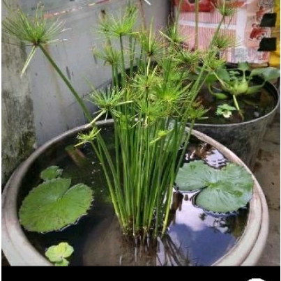 Tanaman Air Papirus Mini Tinggi 40cm Rimbun