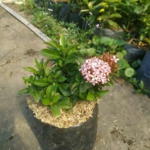 Tanaman Asoka Mini Jambon