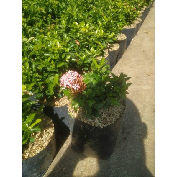 Tanaman Asoka Mini Jambon