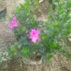 Tanaman Azalea Besar Bunga Pink