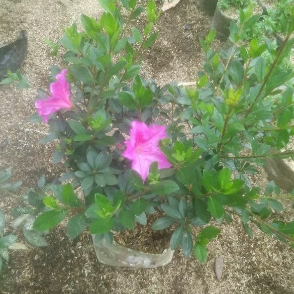 Tanaman Azalea Besar Bunga Pink