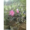 Tanaman Azalea Besar Bunga Pink