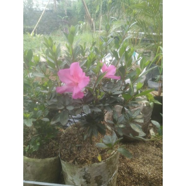 Tanaman Azalea Besar Bunga Pink