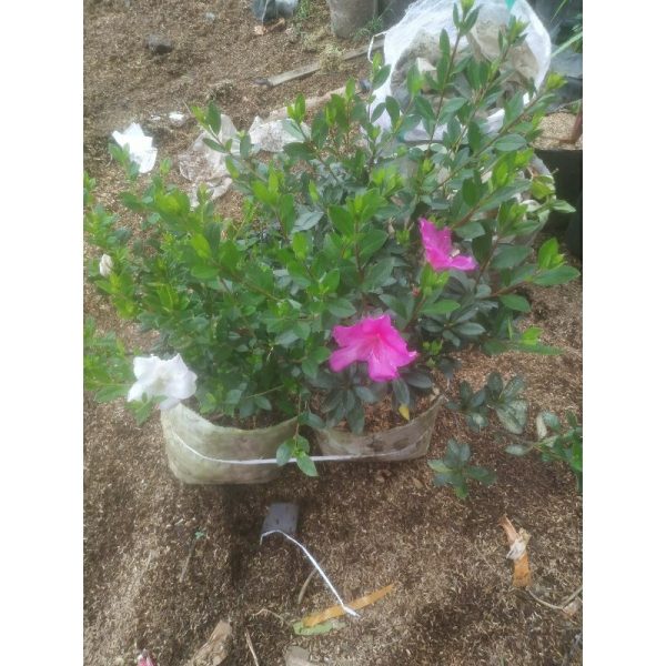 Tanaman Azalea Besar Bunga Pink