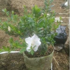 Tanaman Azalea Besar Bunga Putih