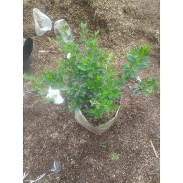 Tanaman Azalea Besar Bunga Putih