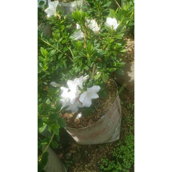 Tanaman Azalea Besar Bunga Putih
