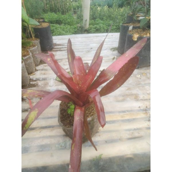 Tanaman Bromelia Mawar