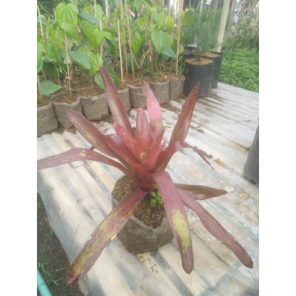 Tanaman Bromelia Mawar