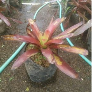 Tanaman Bromelia Mawar