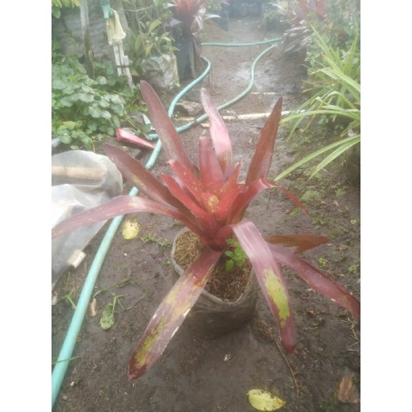 Tanaman Bromelia Mawar