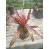 Tanaman Bromelia Mawar