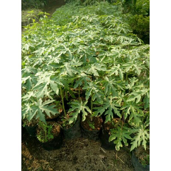 Tanaman buah Pepaya California