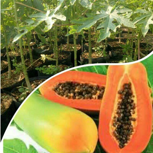 Tanaman buah Pepaya California