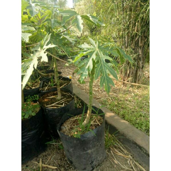 Tanaman buah Pepaya California