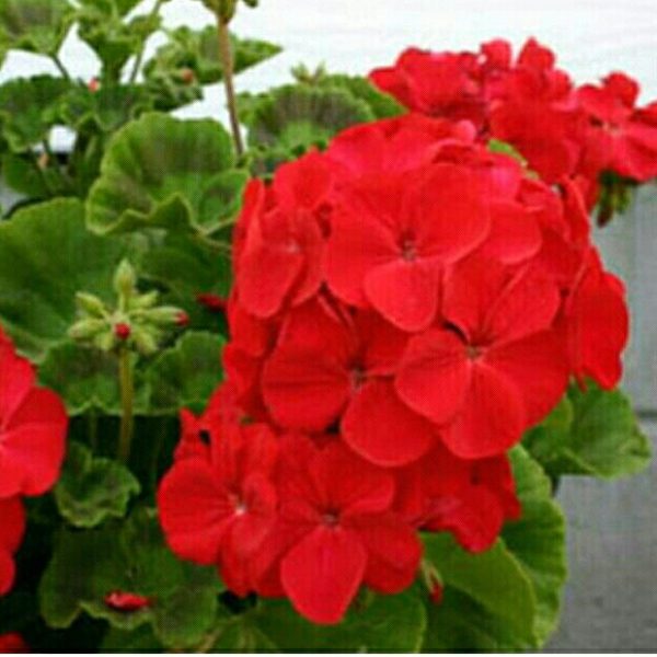Tanaman Bunga Geranium Merah Berbunga Kokoh
