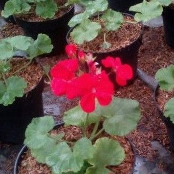 Tanaman Bunga Geranium Merah Berbunga Kokoh