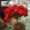 Tanaman Bunga Geranium Merah Berbunga Kokoh
