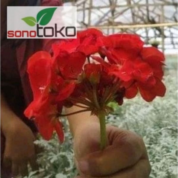 Tanaman Bunga Geranium Merah Berbunga Kokoh