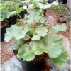 Tanaman Bunga Geranium Merah Berbunga Kokoh