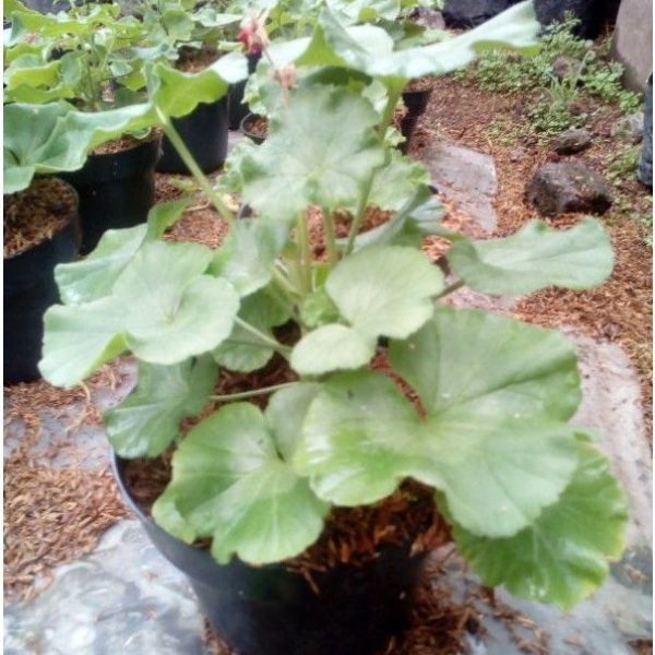 Tanaman Bunga Geranium Merah Berbunga Kokoh