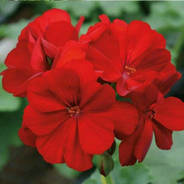Tanaman Bunga Geranium Merah Berbunga Kokoh