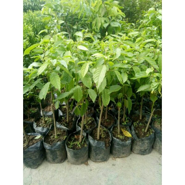 Tanaman Bunga Kenanga sudah berbunga