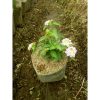 Tanaman Bunga Lantana Tinggi 25-30cm Rimbun